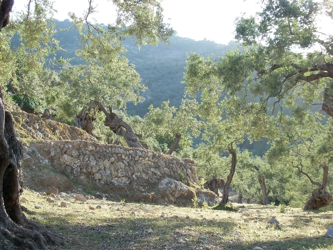Aceite de Sóller